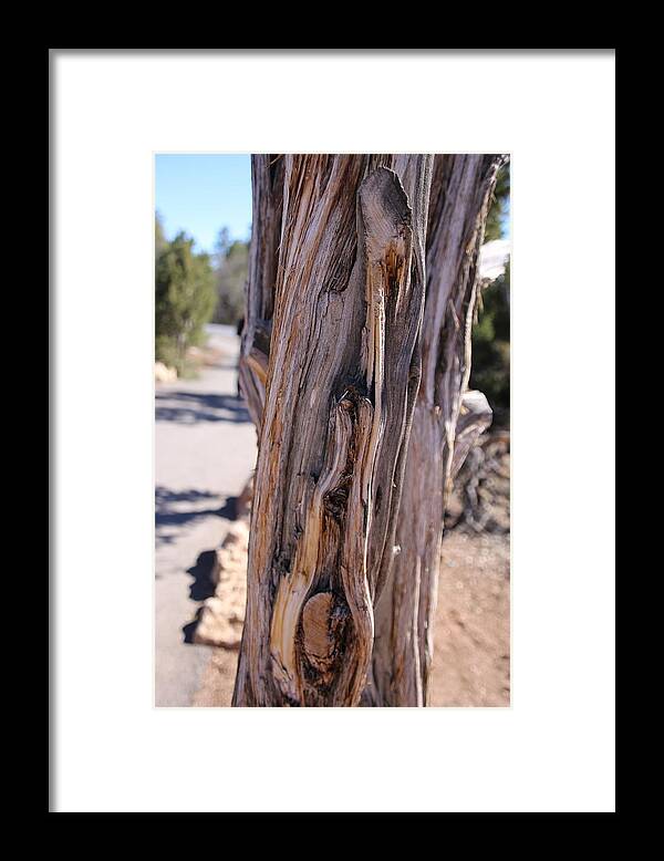 Dessert Framed Print featuring the photograph Arizona Desert Tree by Laura Smith
