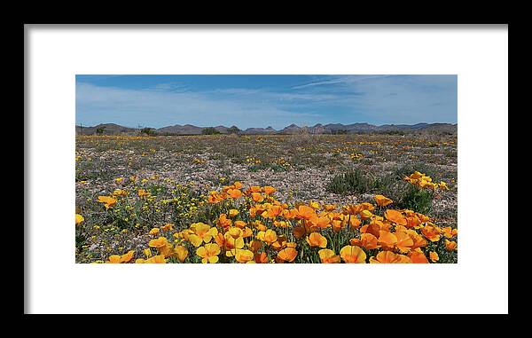 Poppy Framed Print featuring the photograph Arizona Poppy Panorama by Cascade Colors