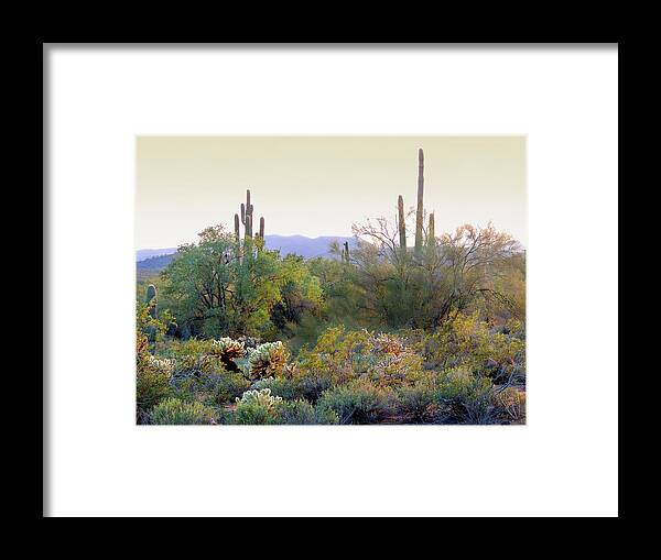 Cholla Framed Print featuring the photograph Arizona Spirit by Gordon Beck