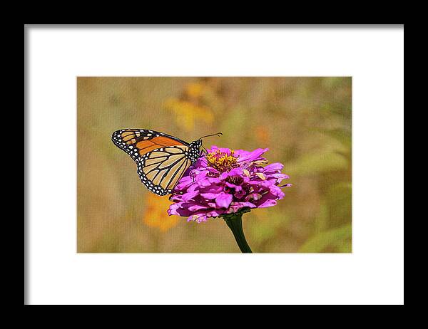 Monarch Butterfly Framed Print featuring the photograph Artistic Monarch 2018-1 by Thomas Young