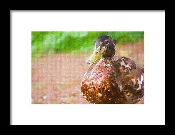 Duck Framed Print featuring the photograph Artsy Duck Painted by Don Northup