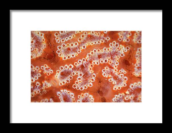 Animal Framed Print featuring the photograph Ascidian / Sea Squirt Close-up. Bohai Sea, Yellow Sea. by Magnus Lundgren / Wild Wonders Of China / Naturepl.com