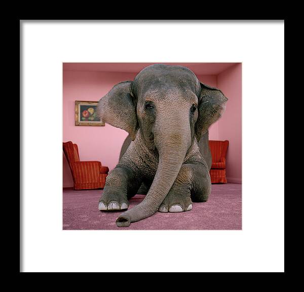 Out Of Context Framed Print featuring the photograph Asian Elephant In Lying On Rug In by Matthias Clamer