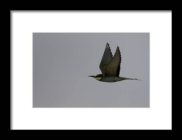 Asio Framed Print featuring the photograph Asio Flammeus by Marco Roghi