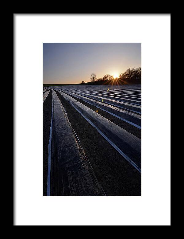 Tranquility Framed Print featuring the photograph Asparagus Field by Andy Brandl