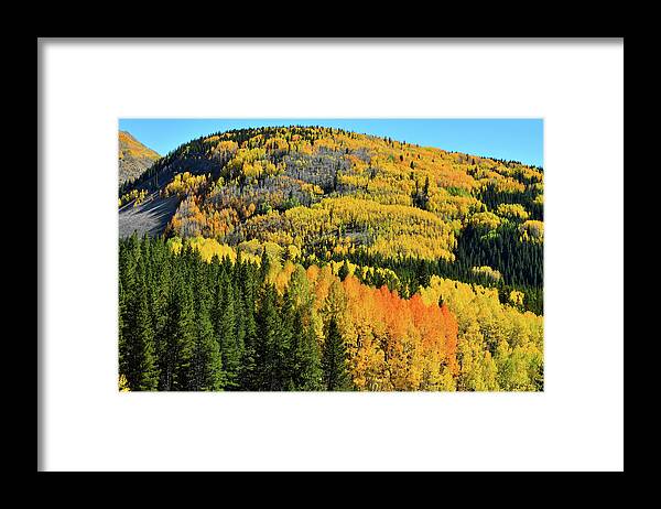 Cclorado Framed Print featuring the photograph Aspen Covered Hillsides en Route to Durango by Ray Mathis