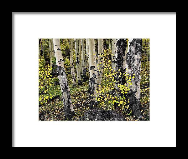 Aspen Forest Framed Print featuring the photograph Aspen Forest by Leland D Howard