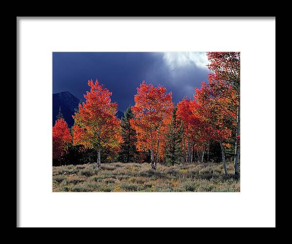 Idaho Scenics Framed Print featuring the photograph Aspen Light by Leland D Howard