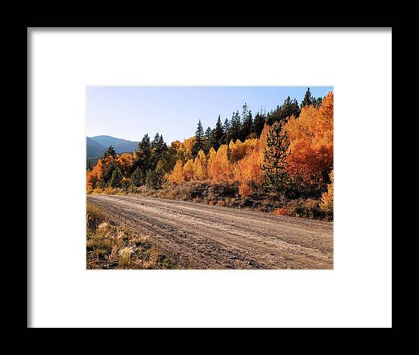 Aspens Framed Print featuring the photograph Aspen Trail by Karen Stansberry