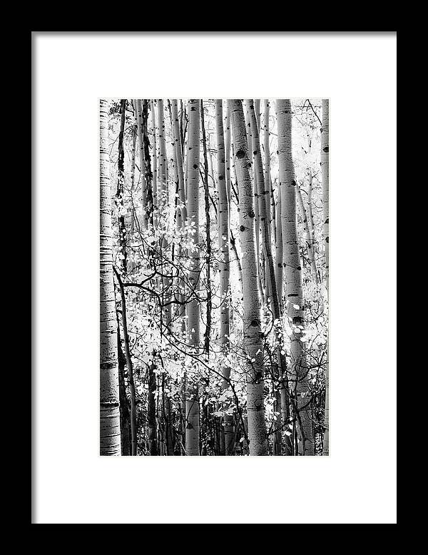 Aspen Trees Framed Print featuring the photograph Aspen Trees Black and White by The Forests Edge Photography - Diane Sandoval