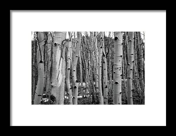 Colorado Framed Print featuring the photograph Aspen Trees by Dmdcreative Photography