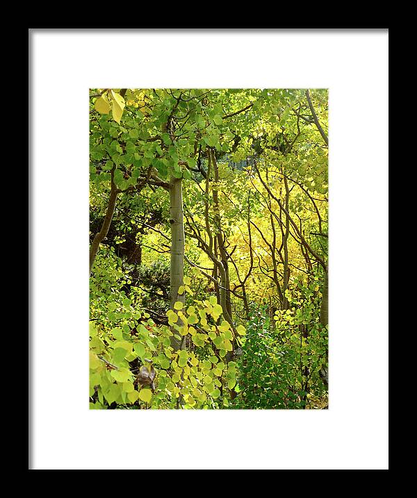 Colorado Framed Print featuring the photograph Aspens Beckoning by Amelia Racca