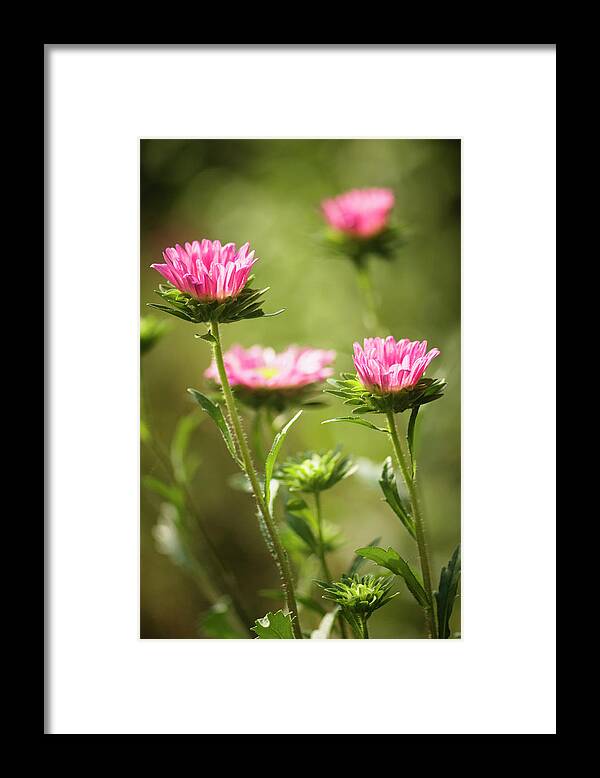 Rockville Framed Print featuring the photograph Aster Flowers In Bloom In Summer by Maria Mosolova