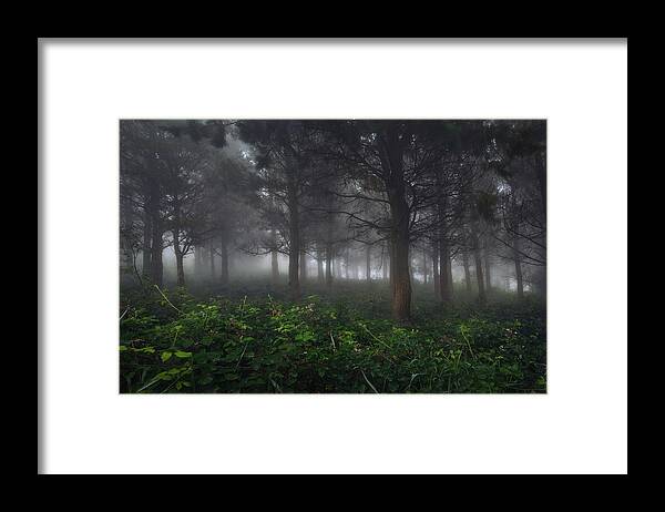 Forest Framed Print featuring the photograph Atlantic Forests - V by Juan Romero Salamanca