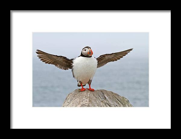 Animal Themes Framed Print featuring the photograph Atlantic Puffin by Image By Michael Rickard