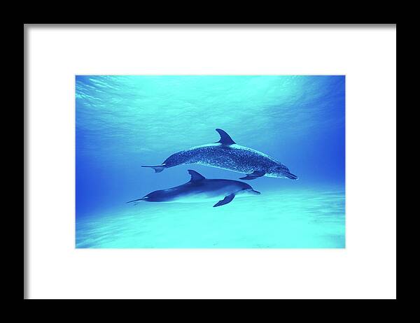 Underwater Framed Print featuring the photograph Atlantic Spotted Dolphins Stenella by Rene Frederick