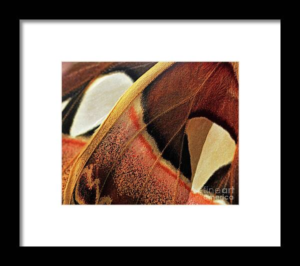 Tropical Rainforest Framed Print featuring the photograph Atlas Moth, Attacus Atlas, Saturniidae by Zen Rial