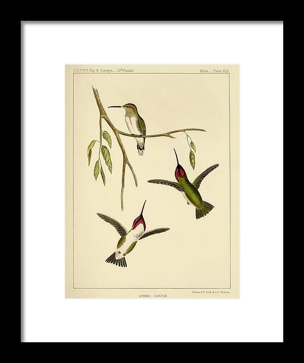 Birds Framed Print featuring the mixed media Atthis Costae by Bowen and Co lith and col Phila