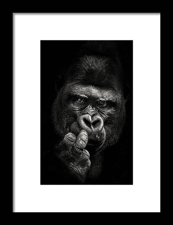 Gorilla Framed Print featuring the photograph Attitude by Christian Meermann