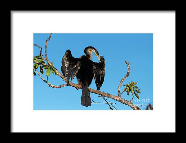 Anhinga Novaehollandiae Framed Print featuring the photograph Australasian Darter by Dr P. Marazzi/science Photo Library