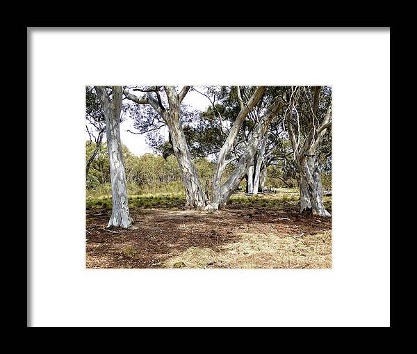 Gum Trees Framed Print featuring the photograph Australian Bush Scene by Fran Woods