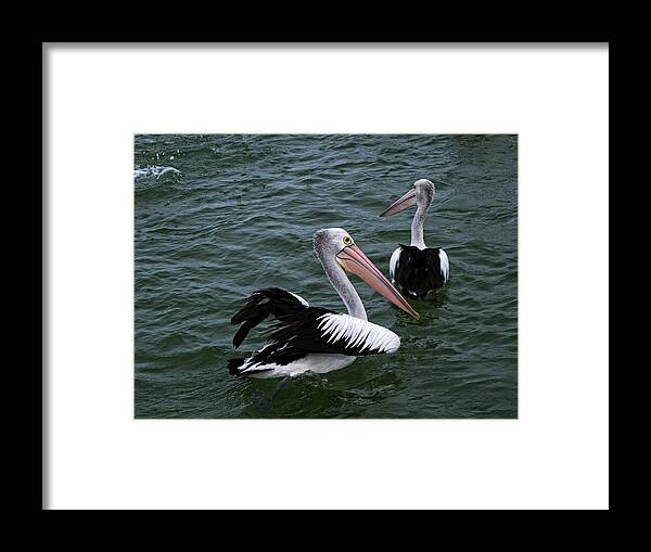 Wildlife Framed Print featuring the photograph Australian Pelicans by Martin Smith