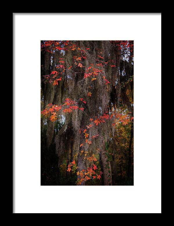 Autumn Framed Print featuring the photograph Autumn Color in Spanish Moss by Bud Simpson