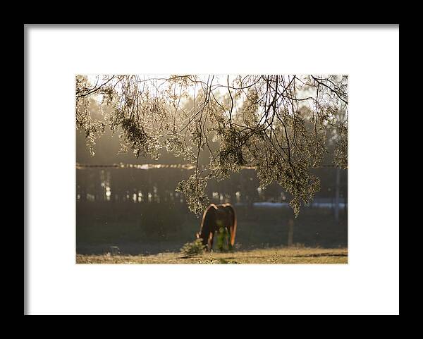 Silhouette Framed Print featuring the photograph Autumn Feelings 2 by Andrea Anderegg