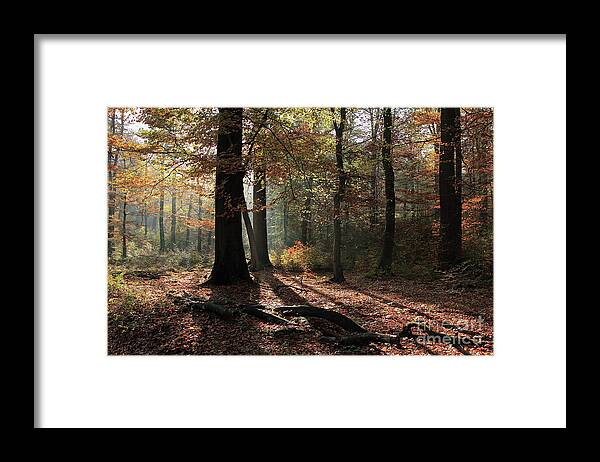 Autumn Framed Print featuring the photograph Autumn Forest by Eva Lechner