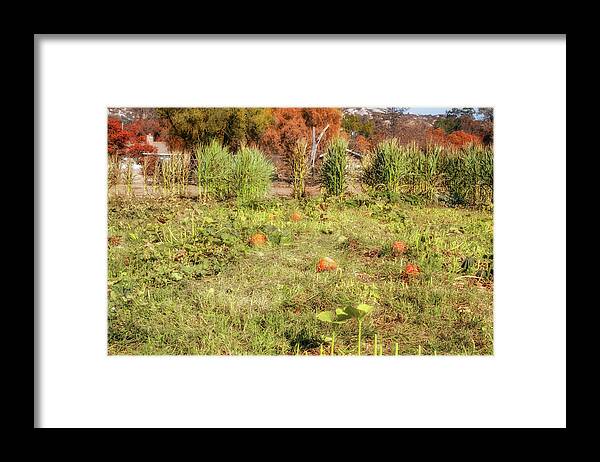 Pumpkin Patch Framed Print featuring the photograph Autumn in the Pumpkin Patch by Alison Frank