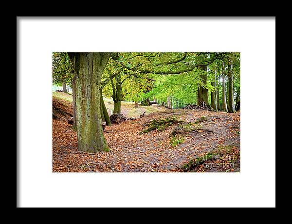 Autumn Framed Print featuring the photograph Autumn in the woods by Colin Rayner
