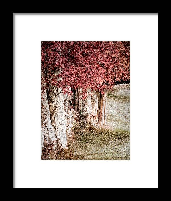 Autumn Framed Print featuring the photograph Autumn by Janice Drew
