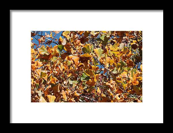 Fall Framed Print featuring the photograph Autumn Leaves 3432 by John Moyer