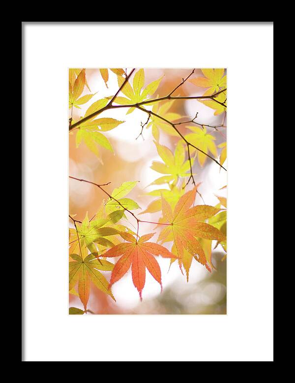 Hanging Framed Print featuring the photograph Autumn Leaves by Cocoaloco