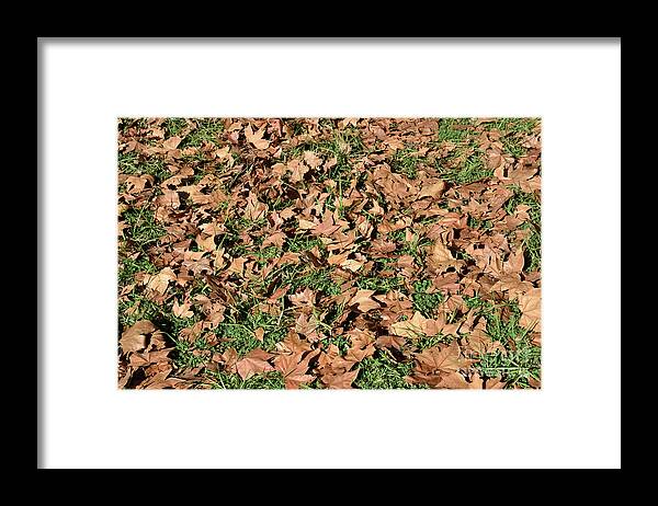 Autumn Framed Print featuring the photograph Autumn leaves on grass II by George Atsametakis