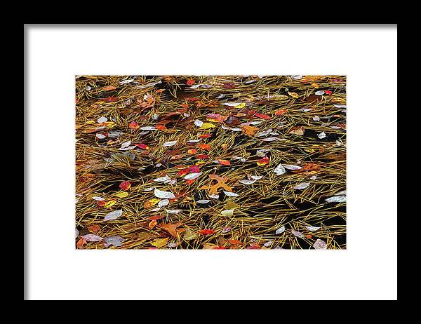 Allegheny Plateau Framed Print featuring the photograph Autumn Leaves & Pitch Pine Needles by Michael Gadomski