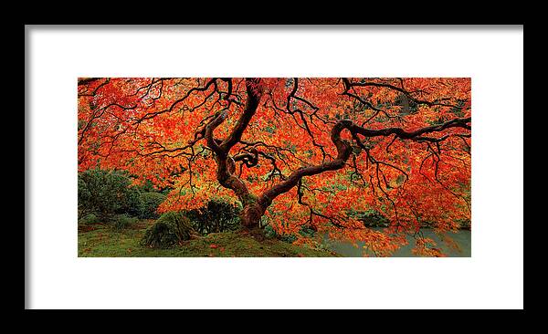 Autumn Colors Framed Print featuring the photograph Autumn Maple by Don Schwartz