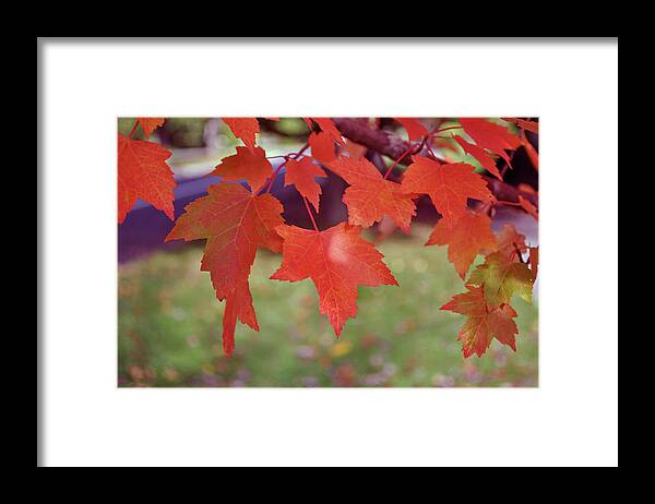 Autumn Framed Print featuring the photograph Autumn Maple by Tikvah's Hope