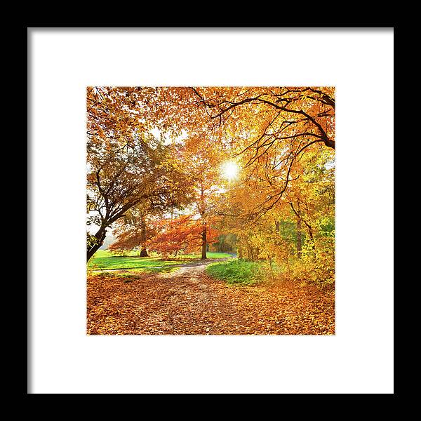 Oak Woodland Framed Print featuring the photograph Autumn Park by Tomml
