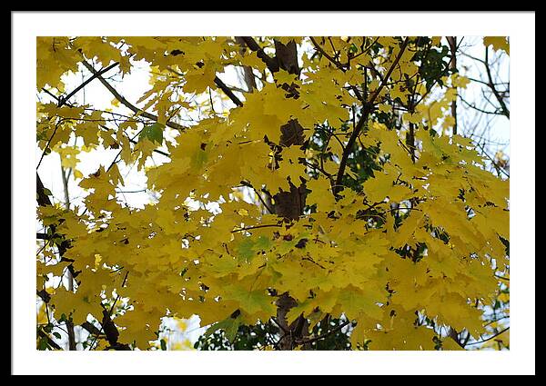 Framed Print featuring the photograph Autumn Transition 192 by Ee Photography