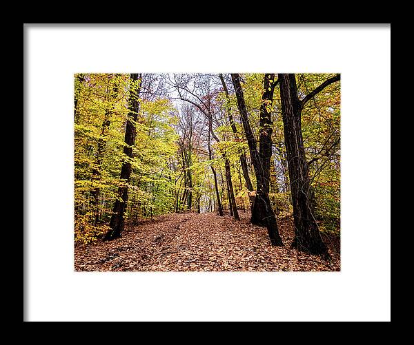 Fall Framed Print featuring the photograph Autumn Woods by Louis Dallara