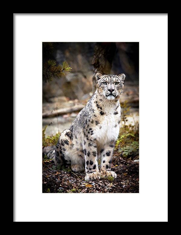 Snow Framed Print featuring the photograph AutumnalLeopard by Chris Boulton