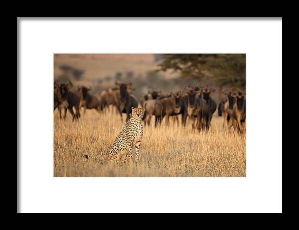 Cheetah Framed Print featuring the photograph Aware by Renee Doyle