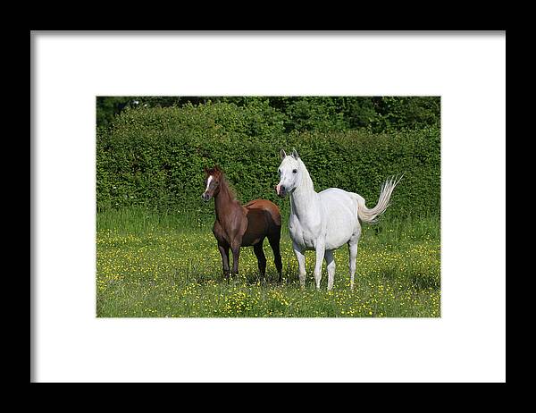 Ay3v5929 Arab Mare And Foal Framed Print featuring the photograph Ay3v5929 Arab Mare And Foal, Claverdon Stud, Uk by Bob Langrish