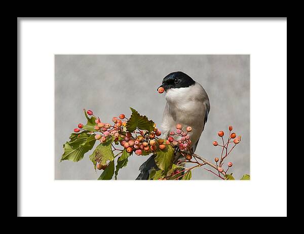 Azure-winged Magpie Framed Print featuring the photograph Azure-winged Magpie by Ryu Shin Woo