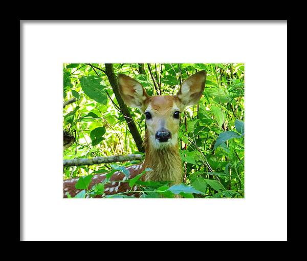 Deer Framed Print featuring the photograph Babe in the Wood by Lori Frisch