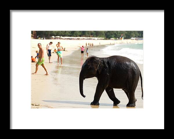 Pets Framed Print featuring the photograph Baby Elephant On Beach At Ao Bang Thao by Lonely Planet