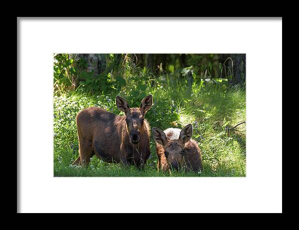 Alaska Framed Print featuring the photograph Baby Moose in Woods by Scott Slone