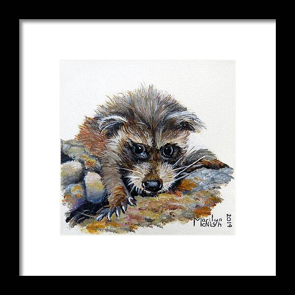 Raccoon Framed Print featuring the painting Baby Raccoon by Marilyn McNish