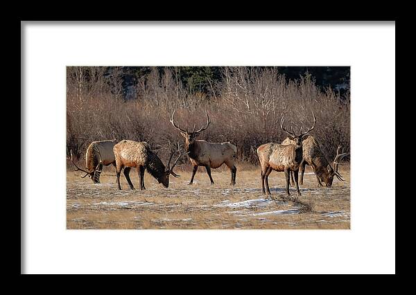 Colorado Framed Print featuring the photograph Bachelors out on the Town by Gary Kochel